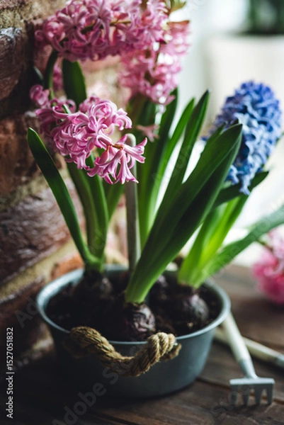 Obraz Spring gardening mood. Festive easter simple home decorations. A group of beautiful colourful bright pink and purple blooming bulbous hyacinths in a metal pot on a table in the kitchen. 