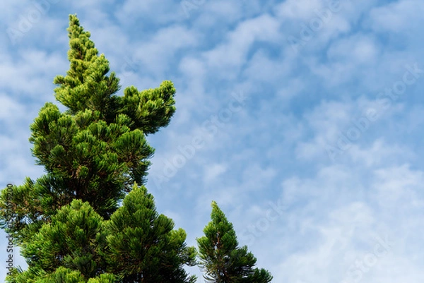 Fototapeta Tree and sky