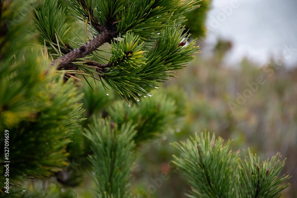Fototapeta Pine tree with droplets of water hanging off the needles