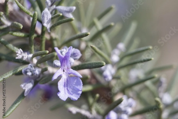 Obraz close up of lavender