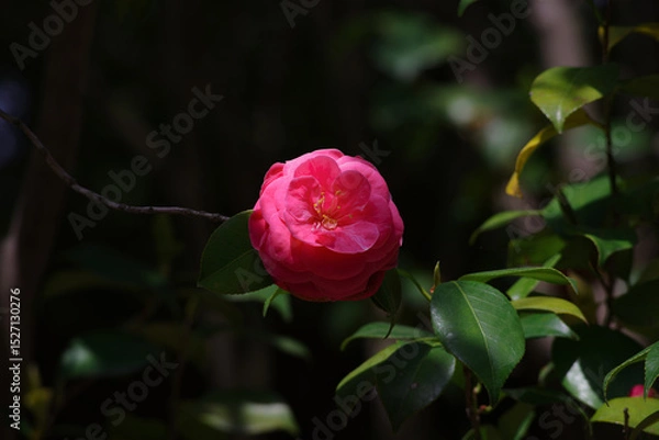 Obraz 椿camellia