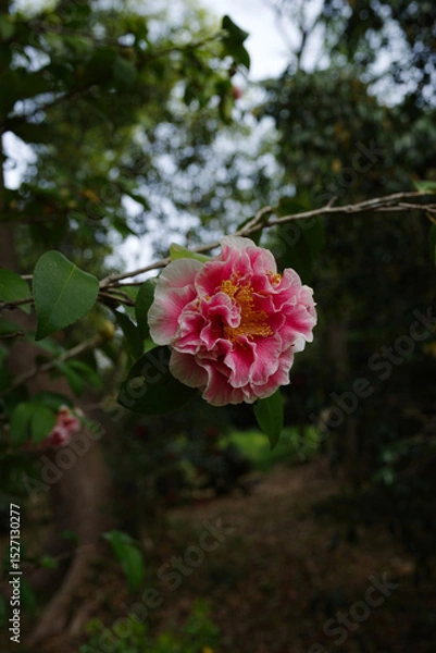 Obraz 椿camellia