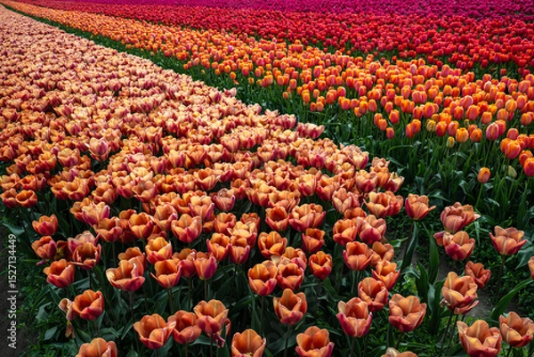 Fototapeta Flowering Tulips at the Tulip Festival around Mount Vernon, WA