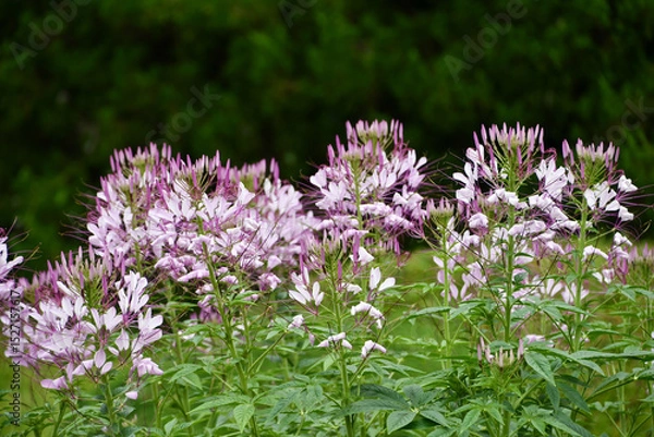 Obraz クレオメ　Spider flower