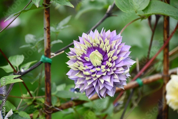 Obraz クレマチス「大河」 Clematis 'Taiga'