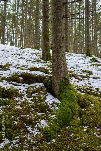 Fototapeta Vertical view of a dense forest with moss-covered tree trunks and melting snow on the ground in Sweden