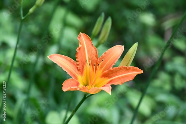 Obraz ノカンゾウ