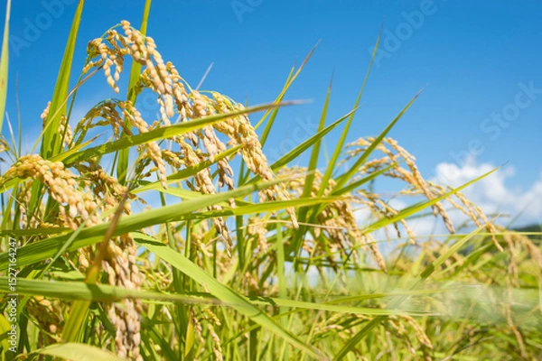 Obraz 収穫前の米