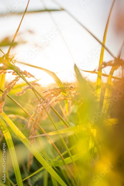 Obraz 収穫前の米