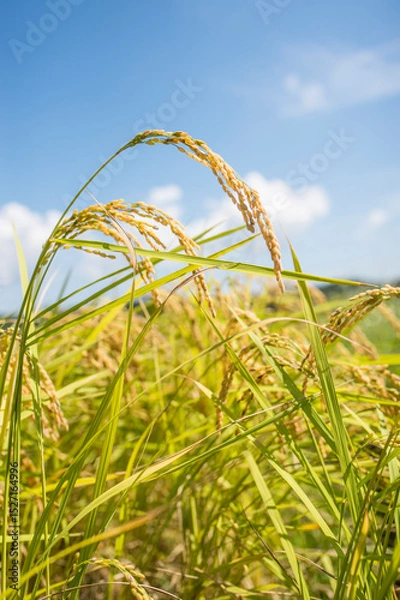 Obraz 収穫前の米