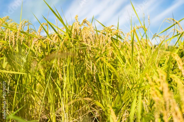 Obraz 収穫前の米