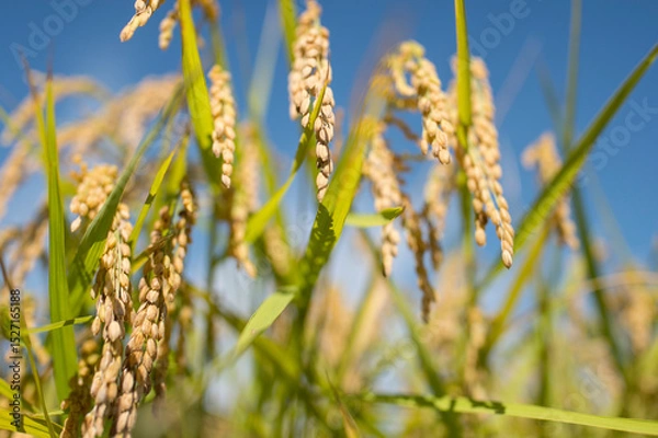 Obraz 収穫前の米