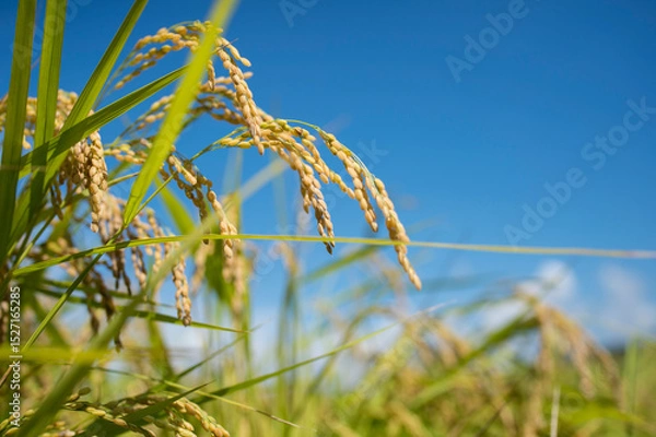 Obraz 収穫前の米