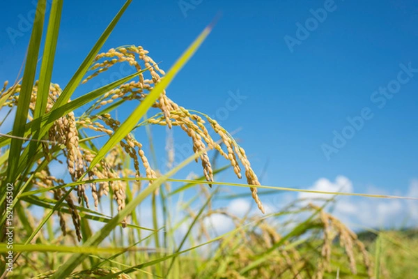 Obraz 収穫前の米