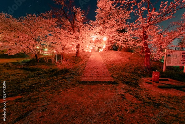 Obraz ライトアップされ輝く桜