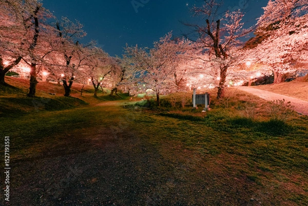 Obraz ライトアップされた桜と夜空