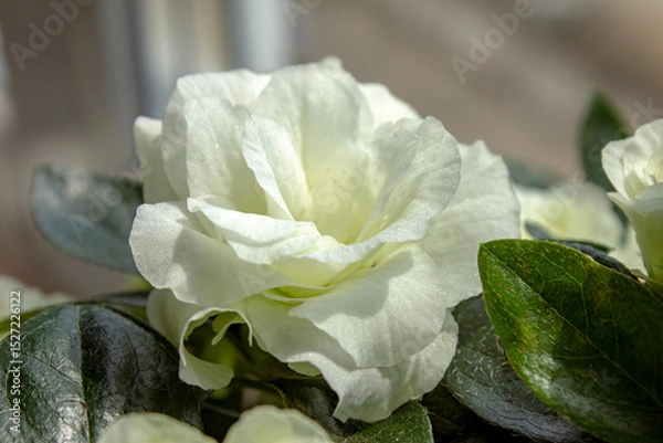 Obraz Beautiful white azalea flower, selective focus. Blossoming white Rhododendron in sunlight.