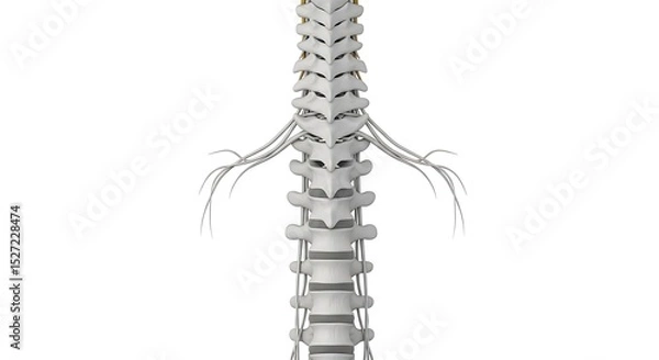 Obraz Spine with Nerves Illustration