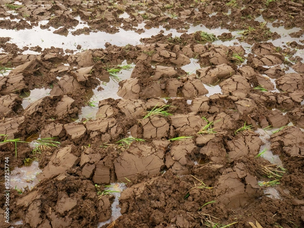 Obraz wet clay soil after being dug to prepare for planting rice in the fields