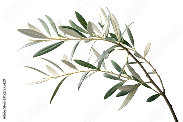 Fototapeta Branch of a olive tree with leaves isolated on white or transparent background