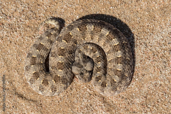 Obraz African Horned Adder curled up and waiting for prey to pass by