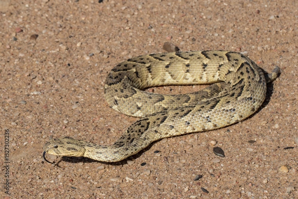 Obraz African Puff Adder