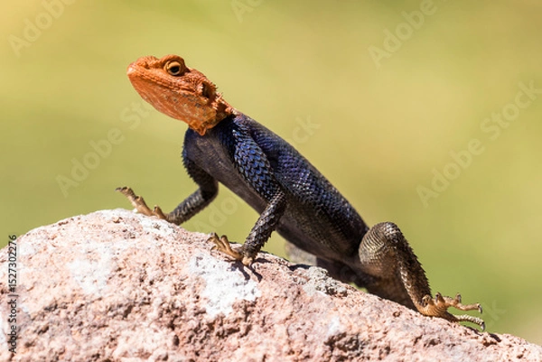 Obraz Male Namib Rock Agama lifting fingers and toes of a hot rock surface as he basks