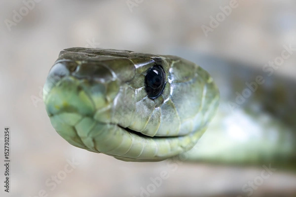 Obraz Close up of a highly venomous Black Mamba