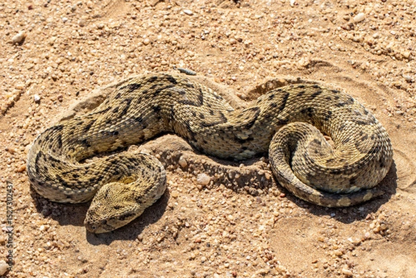 Obraz African Puff Adder