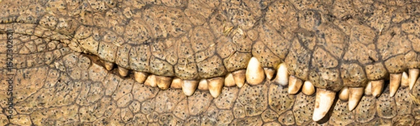 Obraz Close up of captive African Nile Crocodile