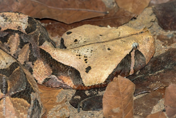 Obraz African Gaboon viper in captivity