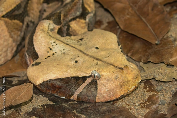 Obraz African Gaboon viper in captivity