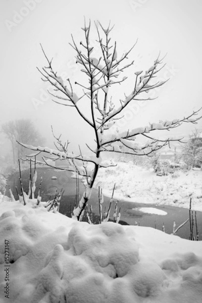Obraz winterbaum