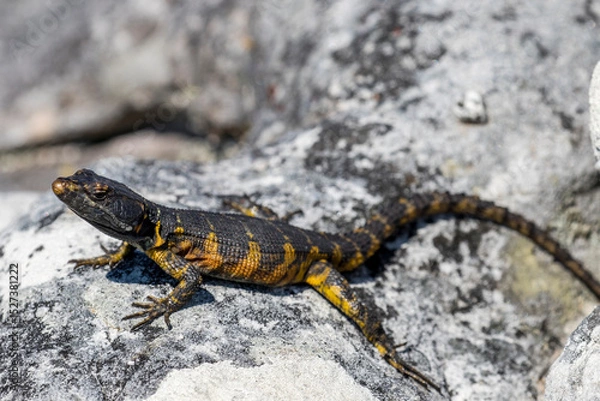 Obraz Cape Crag Lizard from Table Mountain South Africa