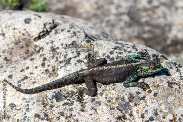 Obraz Southern Rock Agama basking on rock
