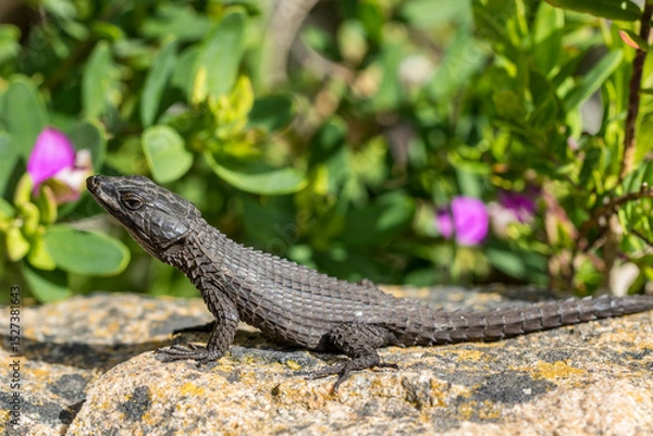 Obraz Black Girdled Lizard from Table Mountain South Africa