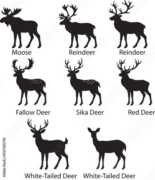 Fototapeta Deer isolated on white background