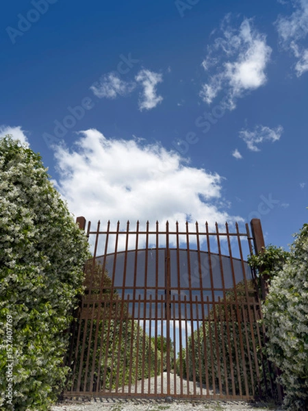 Obraz Wrought iron gate between flowering hedges of jasmine under a clear sky