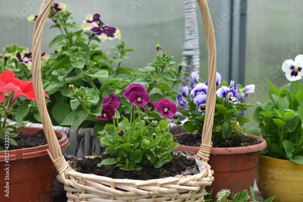 Fototapeta Still life with beautiful flowers of pansy in basket in garden greenhouse. Spring and summer botanical and farming background with gardening objects, vintage home and retro concept