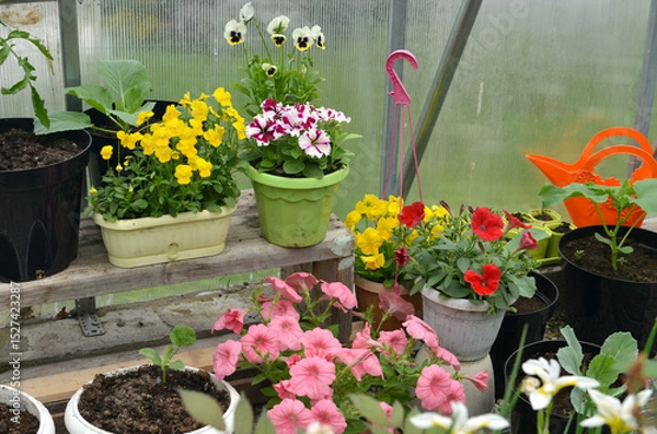 Fototapeta Still life with beautiful flowers of petunia and pansy in pots in garden greenhouse. Spring and summer botanical and farming background with gardening objects, vintage home and retro concept