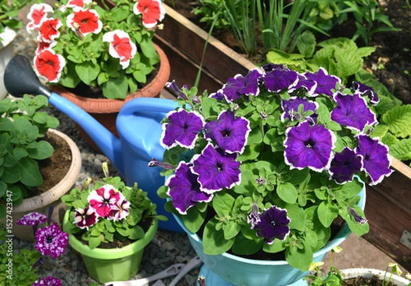 Fototapeta Still life with beautiful flowers of petunia in pots and watering can in garden greenhouse. Spring and summer botanical and farming background with gardening objects, vintage home and retro concept