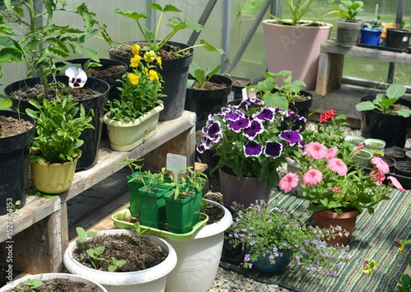 Fototapeta Still life with vegetable seedlings and flowers in pots in garden greenhouse. Spring and summer botanical and farming background with gardening objects, vintage home and retro concept