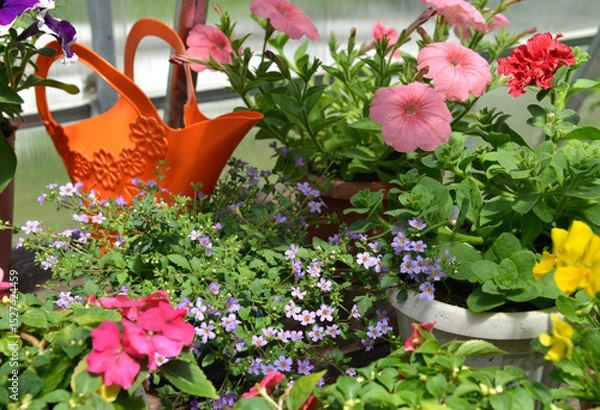 Fototapeta Still life with beautiful flowers in pots and watering can in garden greenhouse. Spring and summer botanical and farming background with gardening objects, vintage home and retro concept