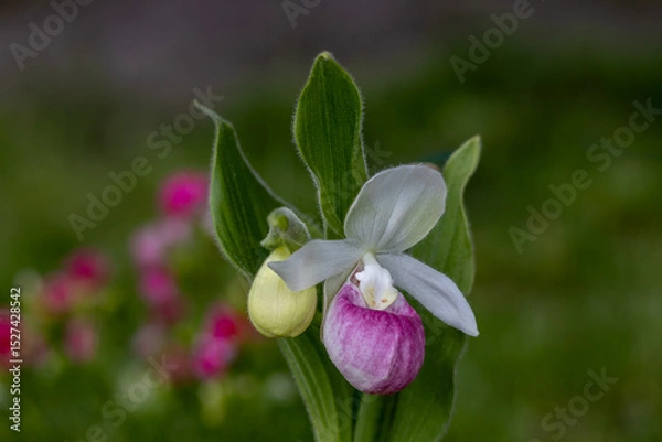 Fototapeta Stunning pink and white flower blossom on a showy lady’s slipper (cypripedium reginae) plant with a second bud emerging next to it
