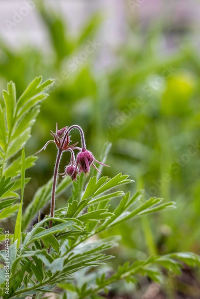 Fototapeta Full frame abstract texture background of isolated prairie smoke (geum triflorum) flower blossoms, with defocused background