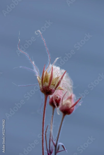 Fototapeta Full frame abstract texture background of isolated prairie smoke (geum triflorum) flower blossoms, with defocused background