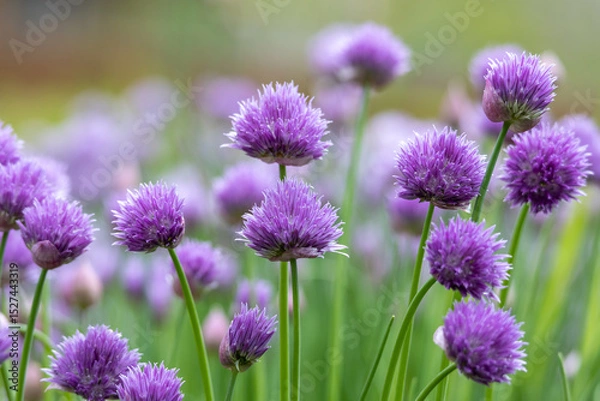 Fototapeta Full frame macro texture background of beautiful purple chives blossoms in full bloom