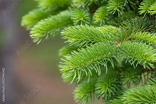 Fototapeta New needles growing along the bare trunk of a blue spruce (picea pungens) tree
