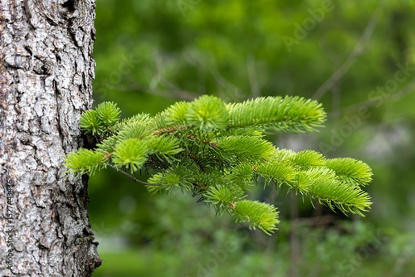 Fototapeta New needles growing along the bare trunk of a blue spruce (picea pungens) tree
