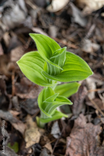 Fototapeta Emerging stem of a showy lady’s slipper (cypripedium reginae) wildflower plant in a shady setting in spring
